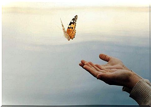 Butterfly is set free