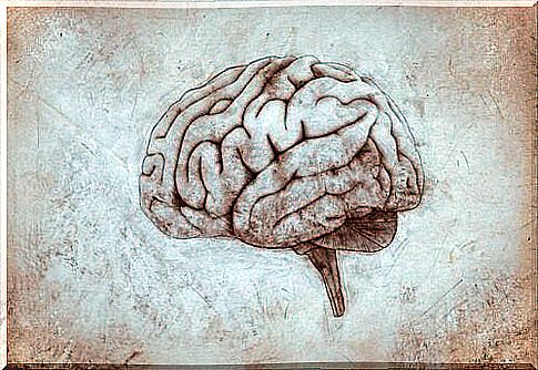 A drawn brain