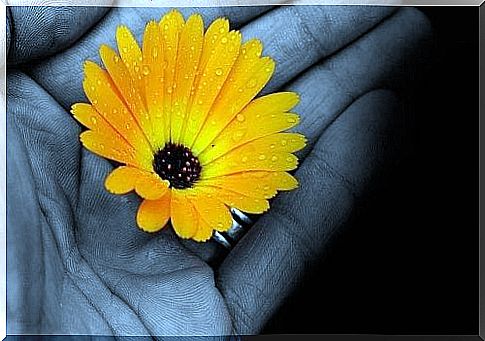 A yellow flower in a colorless hand.  An image of a resilient personality.