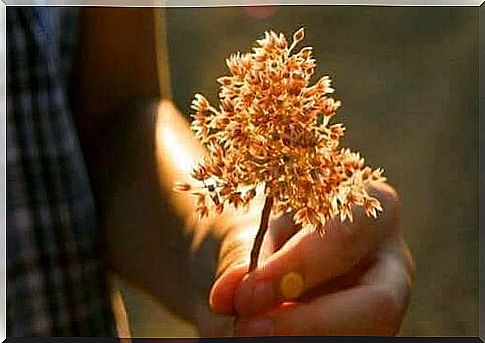 Hand holding a flower