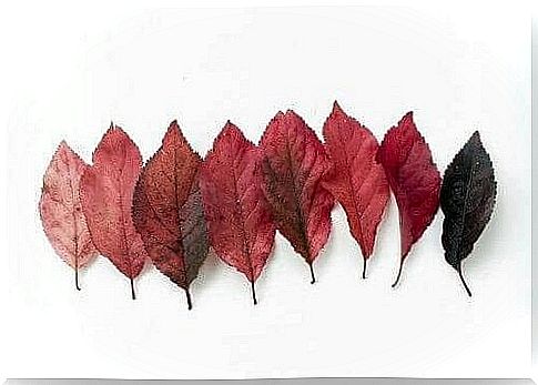 Leaves in shades of red from light to dark