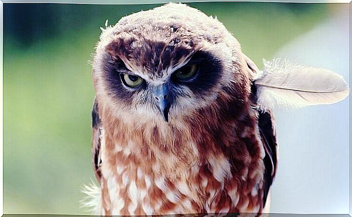 thoughtful owl