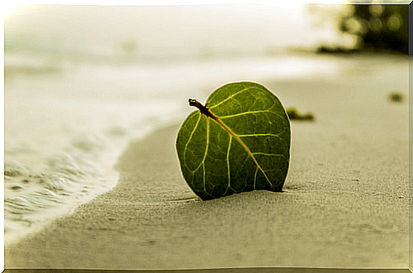 Leaf in sand by the sea