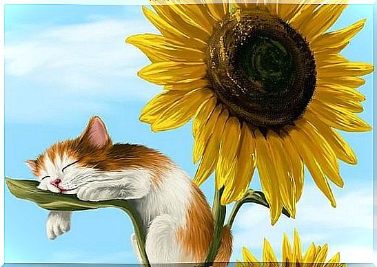 Kat sleeps on sunflower