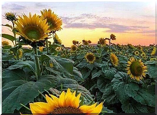 Mark filled with sunflowers