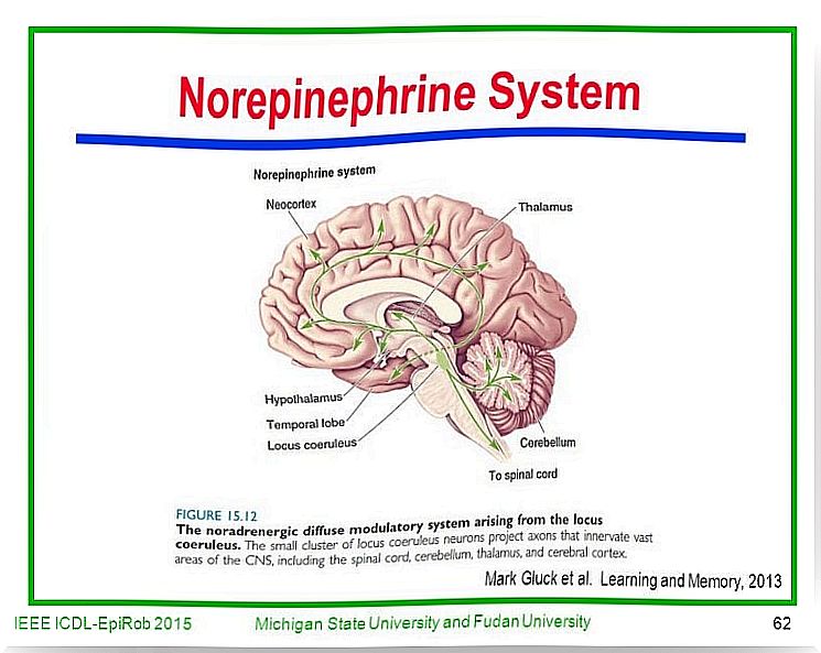 Brain with mixed anxiety-depressive state