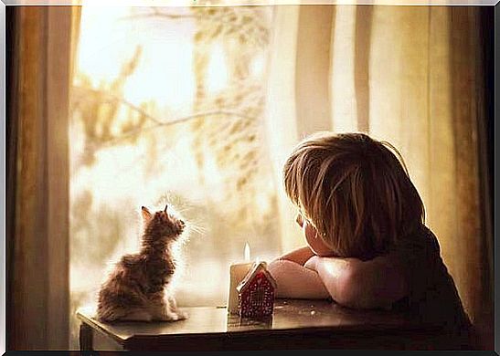 Boy sitting with kitten and looking out window