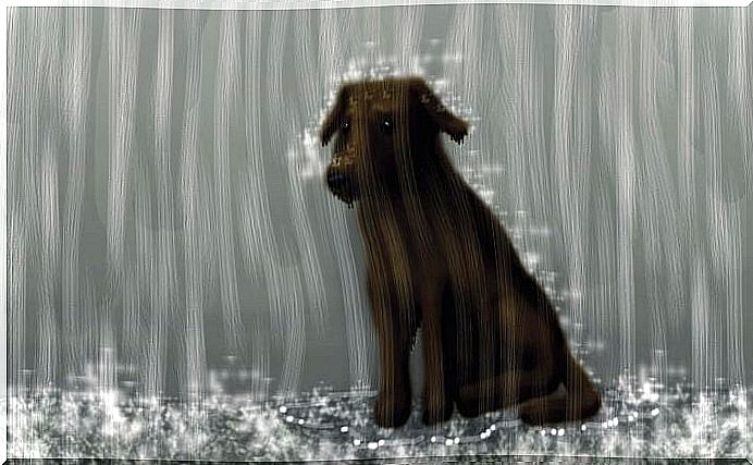 A dog in the rain