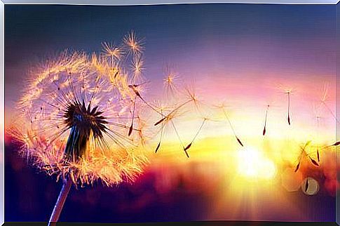 a dandelion throws its seeds