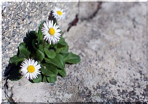 Dandelions grow through asphalt, as a symbol of how people can grow through crises