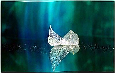 Leaf floats on top of water